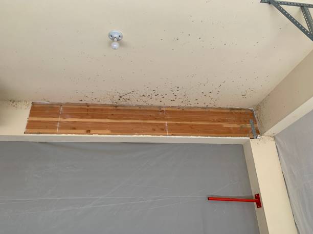  Hometown, PA Mold Removal Pros